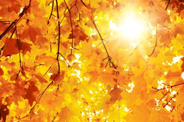 Sarı ve turuncu akçaağaç yaprakları güneşli sonbahar ormanlarında seçici bir şekilde toplanır. Sonbahar arkaplanı.