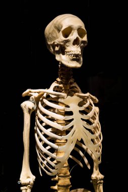 MOSCOW, RUSSIA - MAYIS 05, 2021: Kaplanmış cesetlerin sergilendiği ünlü anatomi sergisi Vücut Dünyaları. İnsan iskeletinin görüntüsü.