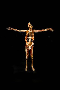 MOSCOW, RUSSIA - MAYIS 05, 2021: Kaplanmış cesetlerin sergilendiği ünlü anatomi sergisi Vücut Dünyaları. İnsan iskeletinin kaslı görüntüsü.