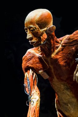 MOSCOW, RUSSIA - MAYIS 05, 2021: Kaplanmış cesetlerin sergilendiği ünlü anatomi sergisi Vücut Dünyaları. Tıbbi aletleri gösteren insan figürünün görüntüsü.