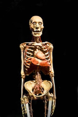 MOSCOW, RUSSIA - MAYIS 05, 2021: Kaplanmış cesetlerin sergilendiği ünlü anatomi sergisi Vücut Dünyaları. İç oraganlarla insan iskeleti görüntüsü.