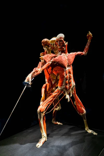 MOSCOW, RUSSIA - MAYIS 05, 2021: Kaplanmış cesetlerin sergilendiği ünlü anatomi sergisi Vücut Dünyaları. İnsan figürünün bir eskrimci gibi görünümü.