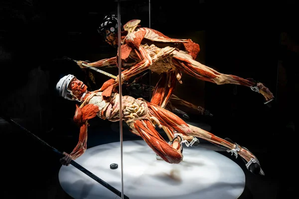 MOSCOW, Rusya - Mayıs 05, 2021: İnsan vücudunun sergilendiği ünlü anatomi sergisi Vücut Dünyaları. Hokey oyuncusu figürünün görüntüsü.