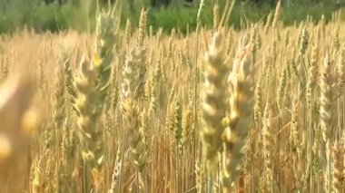 Rüzgarda savrulan altın buğday tarlası. Gün batımında olgunlaşmış tahılların yakın plan çekimi. Tarım kavramı.