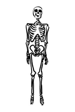 Siyahlar içinde duran insan iskeletinin çizimi beyaz arka plan üzerinde izole edilmiş, ön manzara. El çizimi karalama vektör anatomi vücut sistemi çizimi. Gotik biçim illüstrasyon tasarımı.