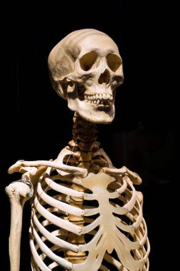 MOSCOW, RUSSIA - MAYIS 05, 2021: Kaplanmış cesetlerin sergilendiği ünlü anatomi sergisi Vücut Dünyaları. İnsan iskeletinin görüntüsü.