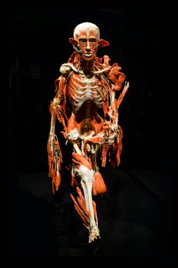 MOSCOW, RUSSIA - MAYIS 05, 2021: Kaplanmış cesetlerin sergilendiği ünlü anatomi sergisi Vücut Dünyaları. İnsan kaslarının görüntüsü.