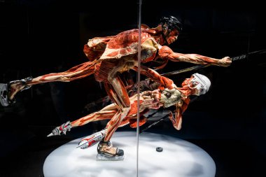 MOSCOW, Rusya - Mayıs 05, 2021: İnsan vücudunun sergilendiği ünlü anatomi sergisi Vücut Dünyaları. Hokey oyuncusu figürünün görüntüsü.