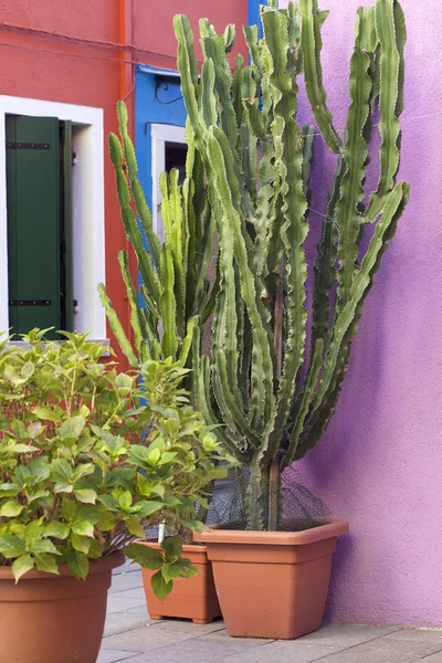 Plantas de Cactus Pot — Foto de Stock