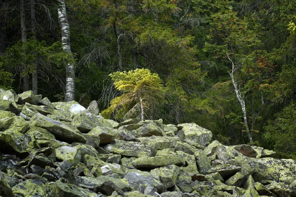 Bosque en las montañas Cárpatas. — Foto de Stock