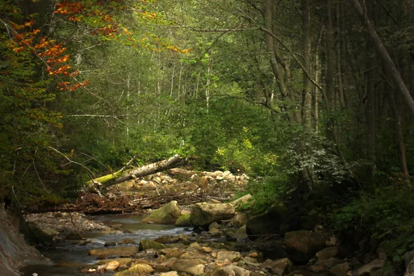 Floresta nas montanhas dos Cárpatos. — Fotografia de Stock