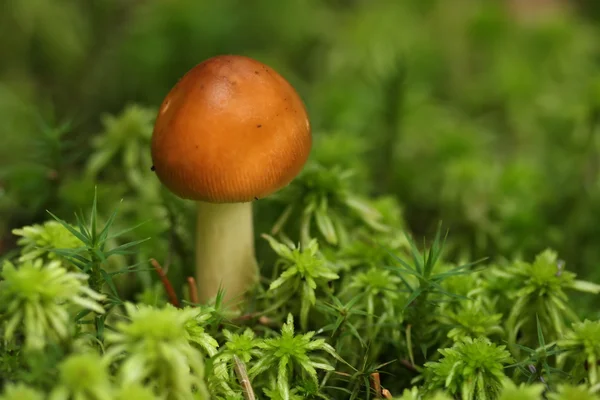 Красивый гриб . — стоковое фото
