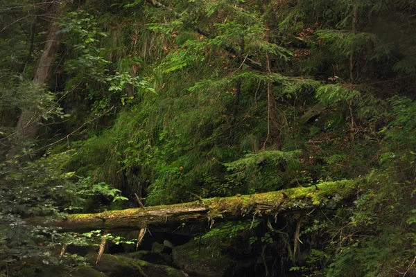 Forest in the Carpathian Mountains. — Stock Photo, Image