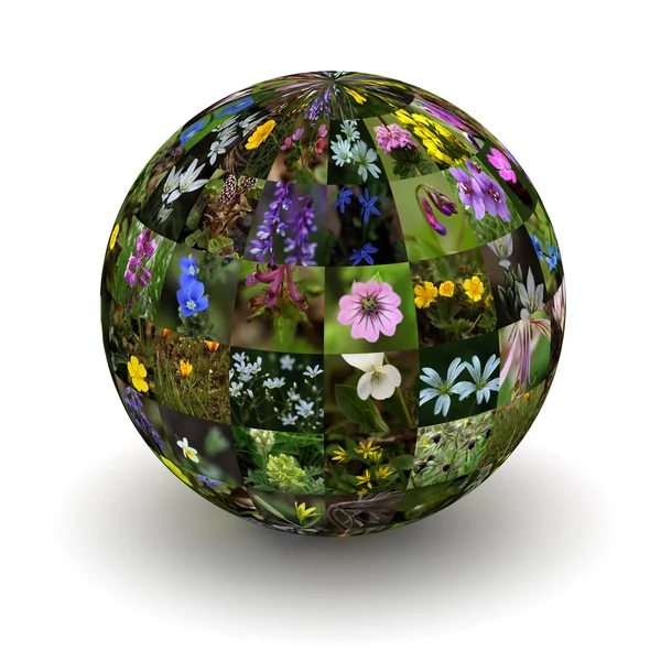 Planet blommor — Stockfoto