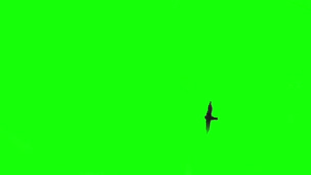 Birds fly across the sky. Green background.