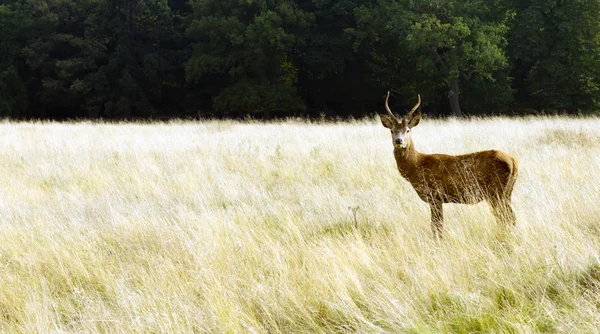 Jesień jeleni w richmond park Obrazy Stockowe bez tantiem