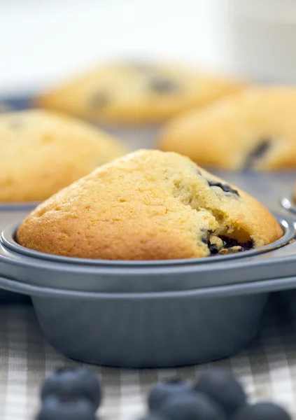 Blåbärsmuffins — Stockfoto