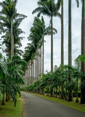 Cabbage Palm Caddesi, Kandy Botanik Bahçeleri, Sri Lanka