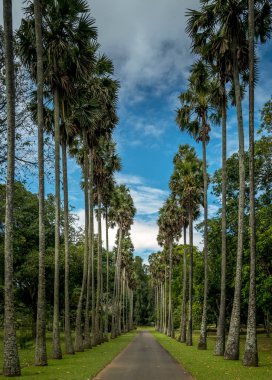 Palmya Palm Caddesi, Kandy Botanik Bahçeleri, Sri Lanka