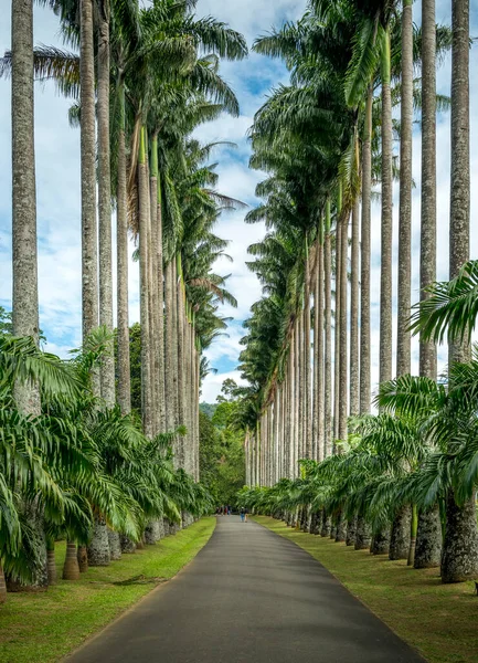 斯里兰卡甘迪植物园卷心菜棕榈大道 — 图库照片