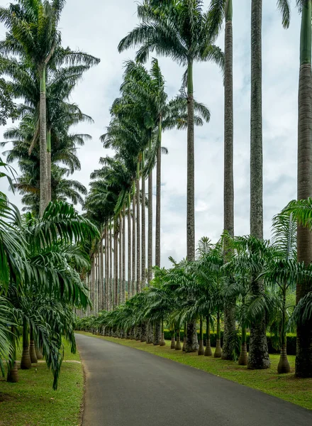 Repolho Palm Avenue Kandy Jardim Botânico Sri Lanka — Fotografia de Stock