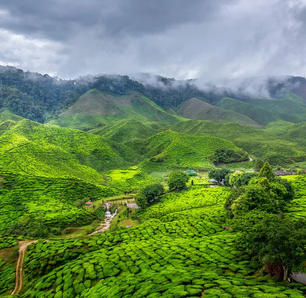 Tea Plantation Cameron Highlands Malaysia — Stock Photo, Image