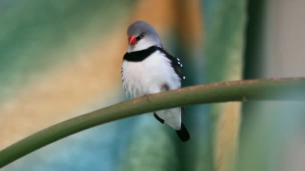 Finches duduk di cabang di hutan — Stok Video