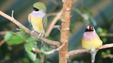 Finches sitting on a branch in the forest