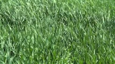 yeşil çim çırpınan Rüzgar