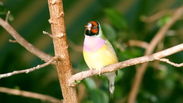 Finches sitting on a branch in the forest — Stockvideo