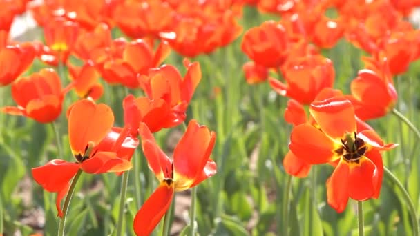 Showy spring blooming Dutch red tulips — Stok Video