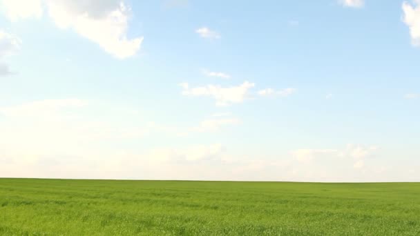 Pradera con hierba verde y cielo azul con nubes — Vídeos de Stock