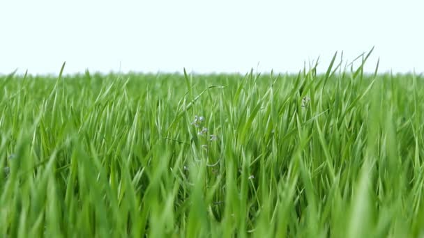 Wind wapperen groen gras — Stockvideo