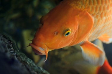 Koi balık (Cyprinus Rubrofuscus sualtı Yüzme)