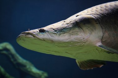 su altında Amazon büyük arapaima