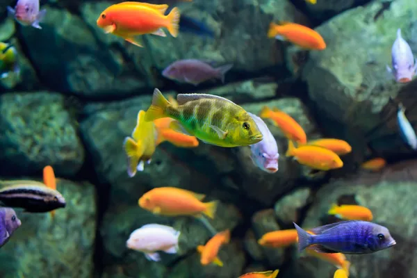 Image d'un poisson tropical sur un récif corallien sous-marin — Photo