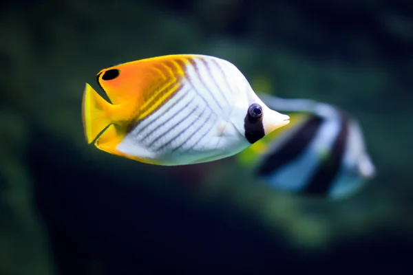 Peces tropicales en un arrecife de coral —  Fotos de Stock