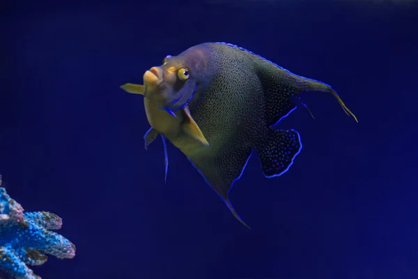 Peces tropicales en un arrecife de coral —  Fotos de Stock