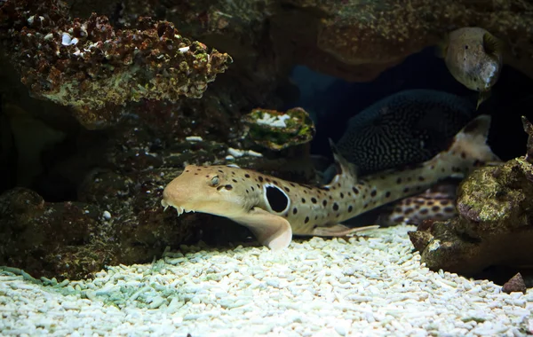 Peces tropicales de tiburón gato en un arrecife de coral —  Fotos de Stock