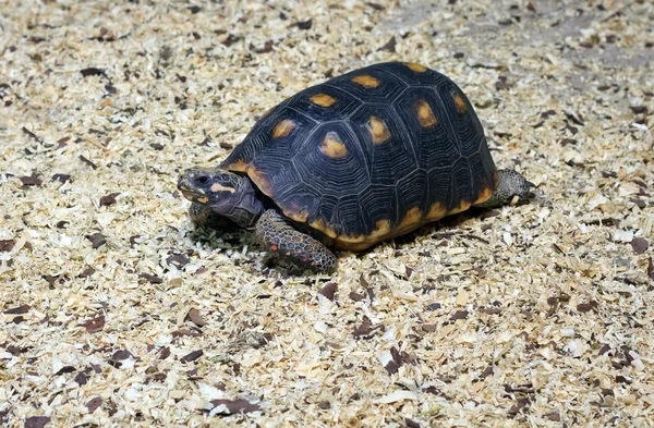 Landschildkröte — Stockfoto