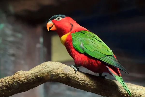 Beautiful red parrot bird close up — Stock Photo, Image