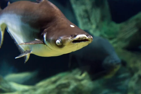 Köpekbalığı boyunca su altında yüzmek — Stok fotoğraf