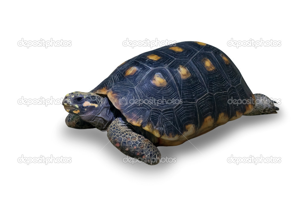 Land turtle isolated over white background