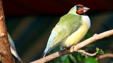 finches sitting on a branch in the forest