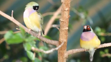 finches sitting on a branch in the forest