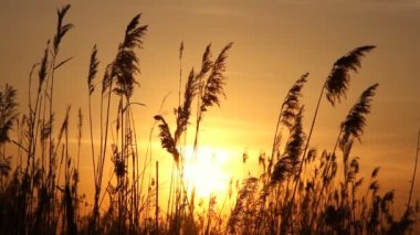 Rüzgar gün günbatımı gökyüzü karşı yüksek reed