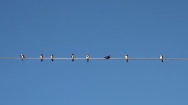 Mavi gökyüzü üzerinde elektrik bir tel üzerinde kuşlar