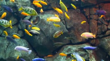 bir mercan kayalığı tropikal balık