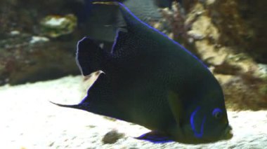 bir mercan kayalığı tropikal balık