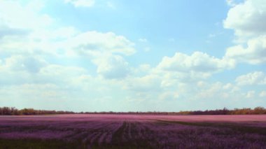 çayır lavanta çim ve mavi gökyüzü bulutlu